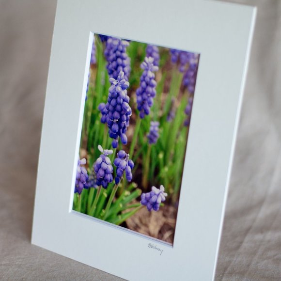 "Hyacinths" 5x7 Photography Print - Picture 2 of 3